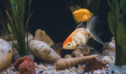 Similar image 21969986