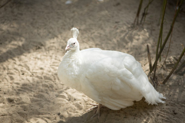 Similar image 21954849