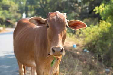 Similar image 21973799