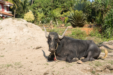 Similar image 21973983