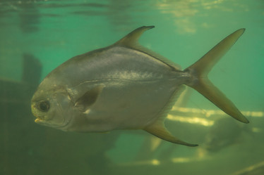 Similar image 21973817