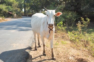 Similar image 21974044