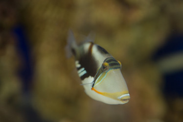 Similar image 21974302