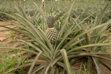 Similar image 21974195