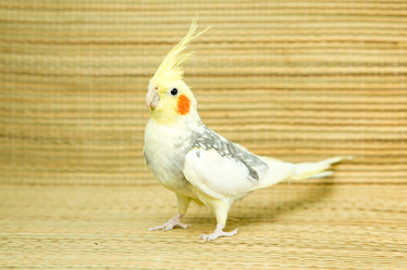 Similar image 21953201