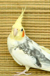 Similar image 21954437