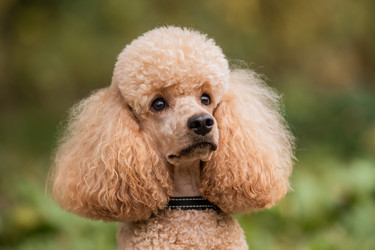 Similar image 21952454