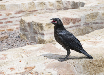 Similar image 21951549