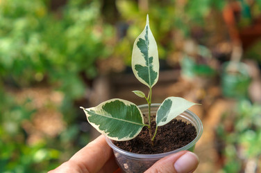 Similar image 21953237