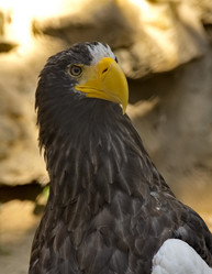 Similar image 21953615