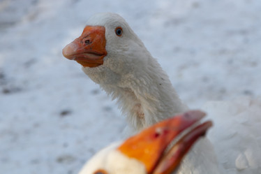 Similar image 21976052