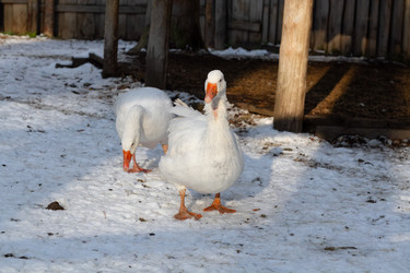 Similar image 21976053