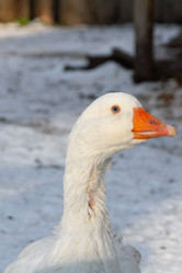 Similar image 21976054