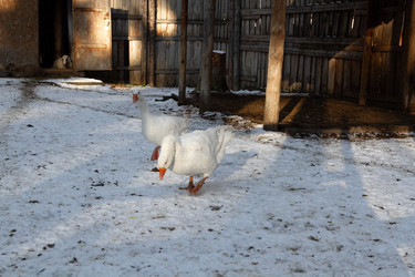 Similar image 21976130