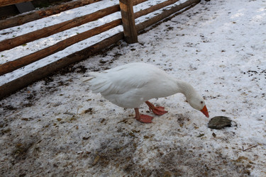 Similar image 21976131