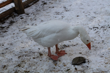 Similar image 21976132