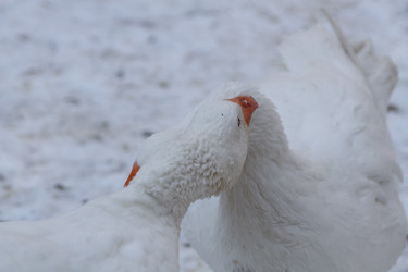 Similar image 21976133