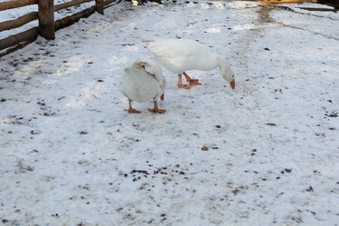 Similar image 21976134