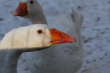 Similar image 21976217