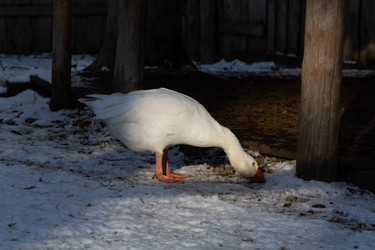 Similar image 21976219