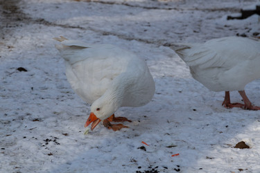 Similar image 21976220