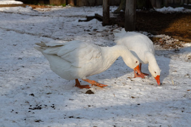 Similar image 21976223