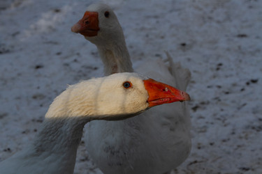 Similar image 21976224