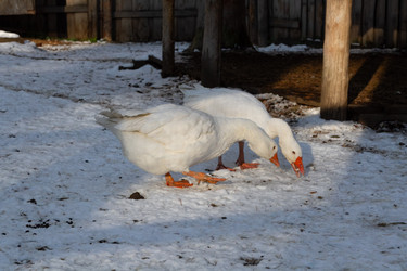 Similar image 21976225