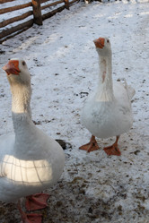 Similar image 21976226