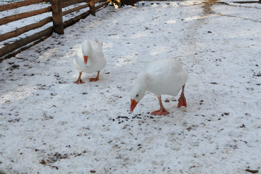 Similar image 21976228