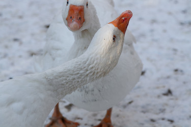 Similar image 21976229