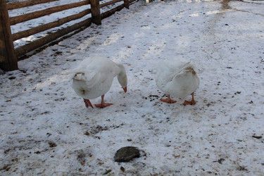 Similar image 21976230