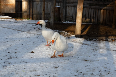 Similar image 21976231