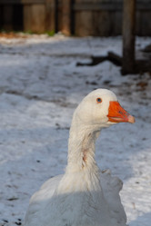 Similar image 21976232