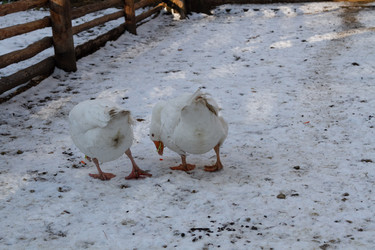 Similar image 21976233