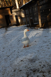 Similar image 21976234