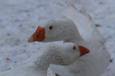 Similar image 21976235