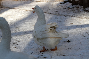 Similar image 21976236