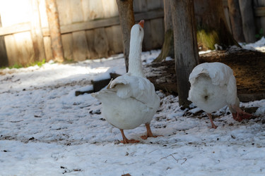 Similar image 21976237