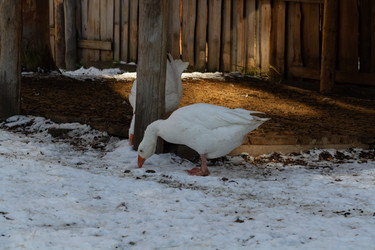 Similar image 21976239