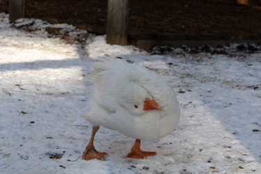 Similar image 21976240