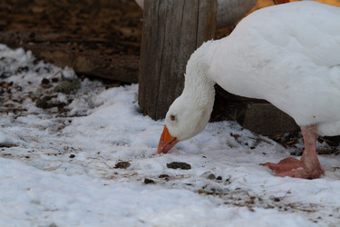 Similar image 21976241