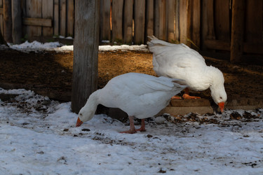 Similar image 21976242