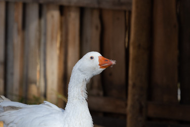 Similar image 21976243