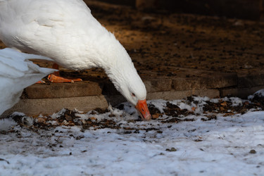 Similar image 21976245