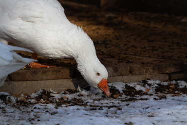 Similar image 21976246