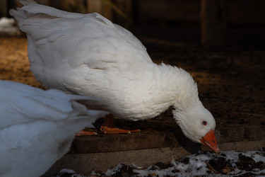 Similar image 21976248