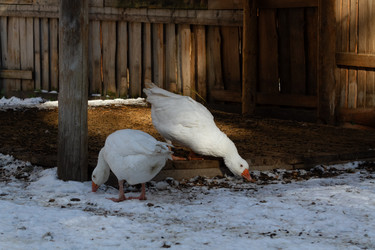 Similar image 21976249