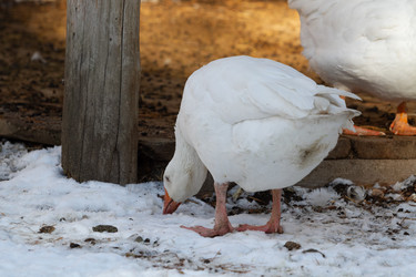 Similar image 21976250