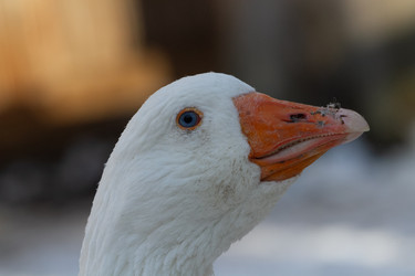 Similar image 21976467